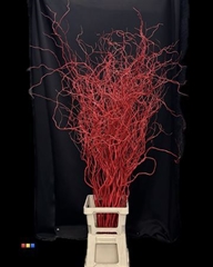 Salix 130cm Red