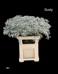 Gyps Xlence Dusty Grey