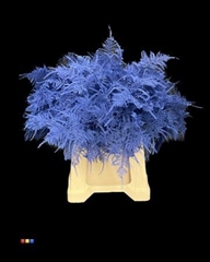 Asp Colortreated 45cm