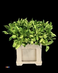 Ruscus Metallic Olive