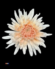 Chr G Marshmallow Apricot