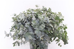 Euca Cinerea 55cm