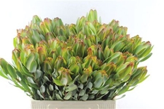 Leucad Laurel Yellow 40cm