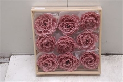 Wax Pioen Gr Oud Rosa