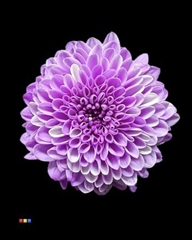 Chr San Colortreated 55cm
