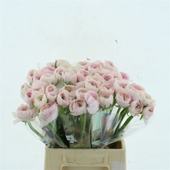 Ran Su Favola 45cm 45gram