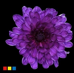 Chr T Altaj Violet