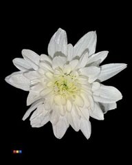 Chr T Baltica White + Satin
