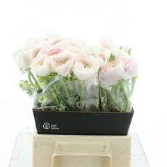 Ran Su Hanoi 45cm 55gram