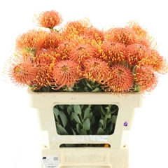 Leuco Co Gold Dust 40cm