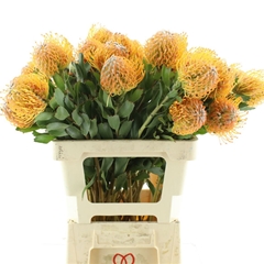 Leuco Co Cordifolium 60cm