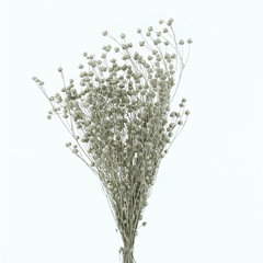 Snijbloemen Klb H% 50cm 120gram