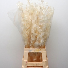 Snijbloemen Klb H% 80cm