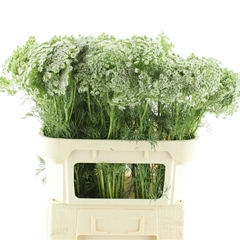 Ammi Visnaga 80cm