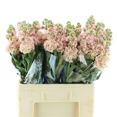 Matth Iron Apricot 60cm 23