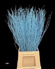 Betula / Berkentak Light Blue