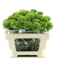 Di Barb Kiwi Mellow 55cm 23