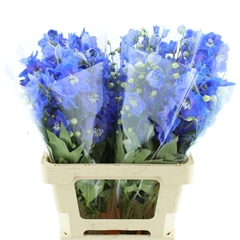 Delph El Delp Mornin 50cm 23