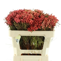 Snijbloemen Klb H% 50cm