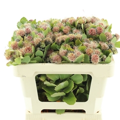 Kaaps Groen 50cm