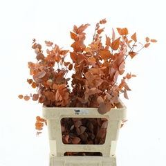 Droogbl Bewerkt H% 70cm 200gram