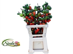 Solanum In Tomaat Tak 70cm