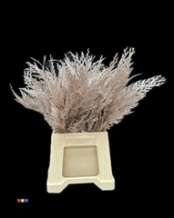 Coniferen Champagne