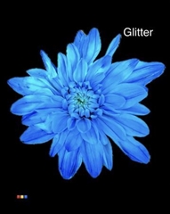 Chr T Euro Light Blue + Glit Bio