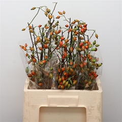 Rosa Zaffiro 60cm