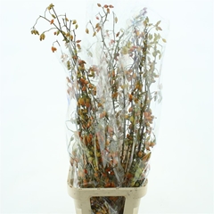 Rosa Zaffiro 120cm
