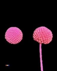 Craspedia Cerise