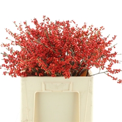Ilex V Magical Berry 60cm