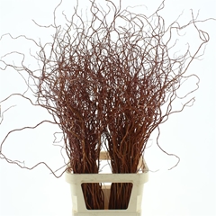 Salix Golden Curls 120cm