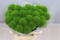 Di Barb Kiwi Cool 60cm Ex