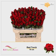 R Gr Red Torch