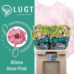 Eus G Alissa Rose Pi