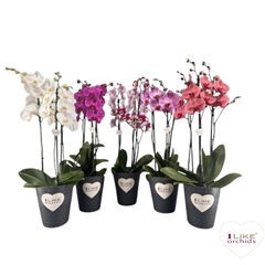 Phal Gem 2 Tak 17Ø 70cm