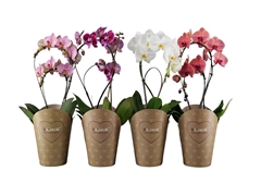 Phal Gem 2 Tak 17Ø 60cm