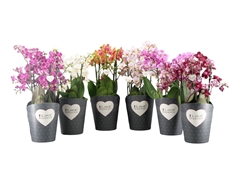 Phal Gem 2 Tak 17Ø 50cm