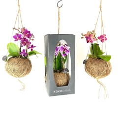 Phal Mini 12Ø 28cm