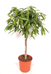 Fic Bin Amstel King 30Ø 140cm