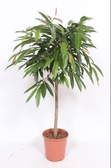 Fic Bin Amstel King 27Ø 120cm