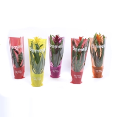 Bromelia Gemengd 12Ø 40cm