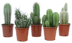 Cactus Gemengd 17Ø 35cm