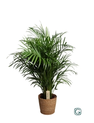 Dypsis Lutescens 24Ø 120cm
