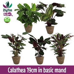 Calat Gem 4 Srt 19Ø 75cm