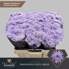 Chr T Maradon Klb H% 55cm 110g
