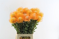 Leuco Ayoba Sun 60cm