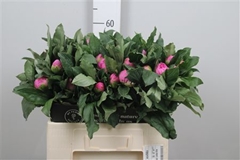 Paeonia Mon Jules El 55cm 23 Cl
