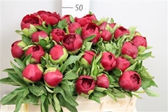 Paeo Red Charm 50cm 23 Cl